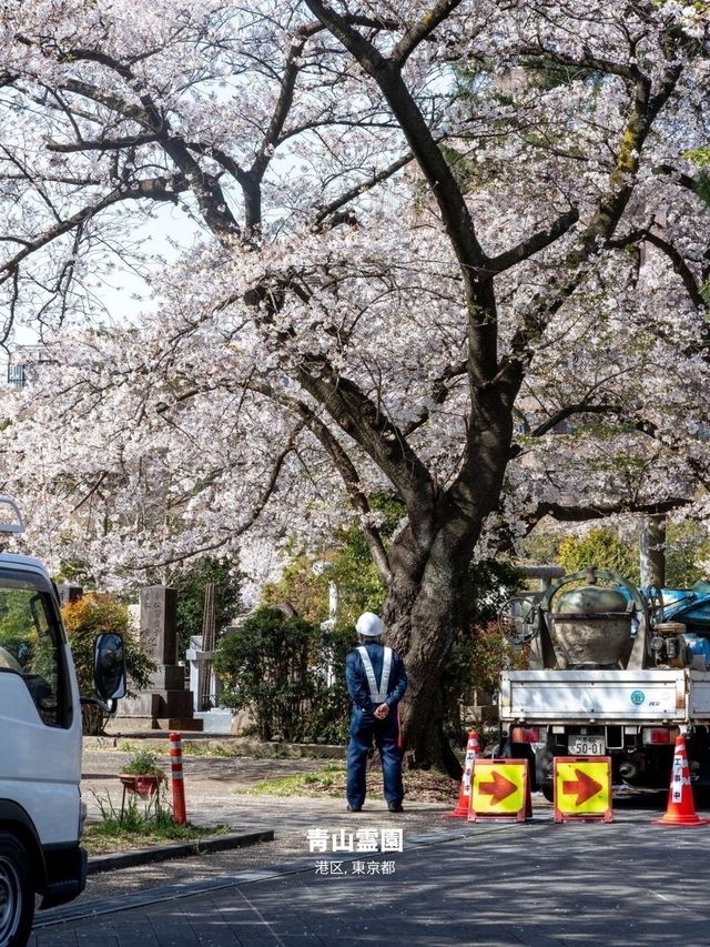【雑誌風】東京周辺の桜撮影スポット７選！FOCUS Vol.002