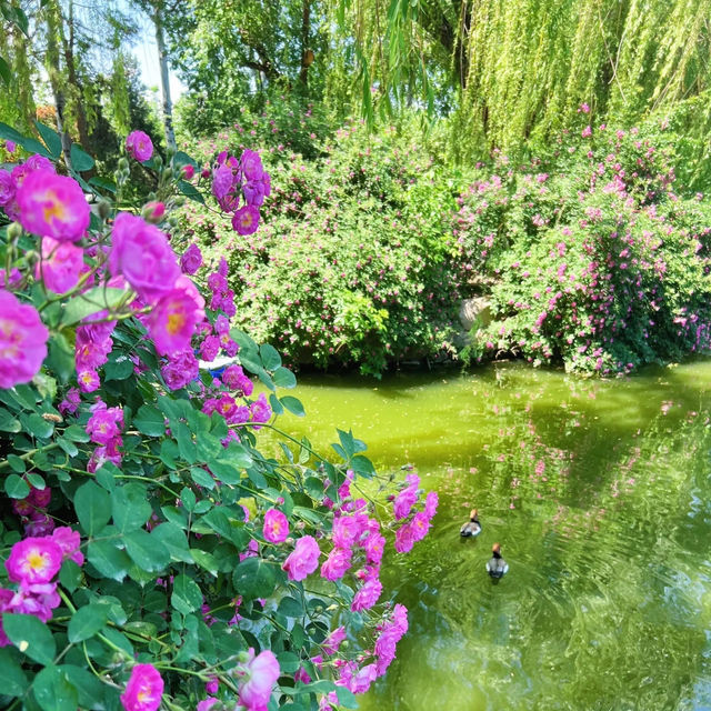 英彥山花園：山巒櫻景，山野莊園之旖旎風光