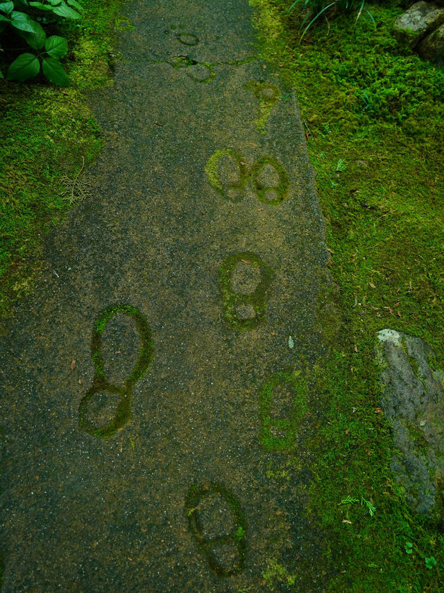 【愛媛】苔に癒される落ち着く空間☺️