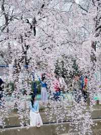 🌸동화 속 같은 몽글몽글한 벚꽃 커튼이 있는 이 곳🌸