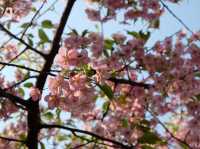 【日本廣島景點】縮景園之三：除了日櫻🌸還有限定活動：夜櫻🌸被夜櫻埋沒的縮景園更令人陶醉🌸