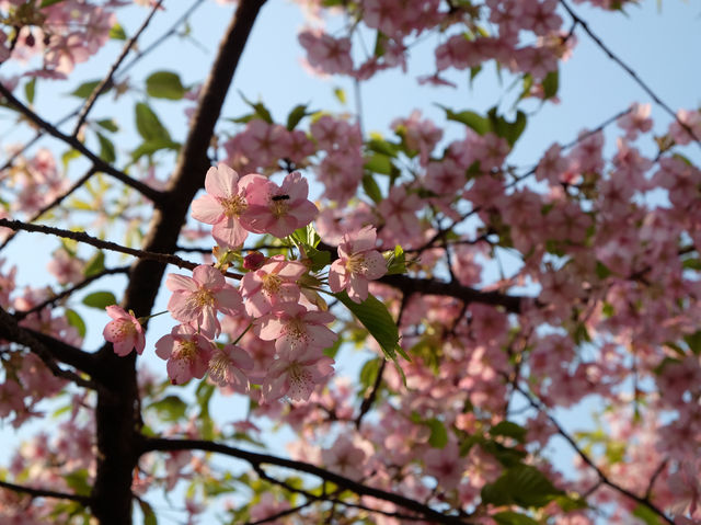 【日本廣島景點】縮景園之三：除了日櫻🌸還有限定活動：夜櫻🌸被夜櫻埋沒的縮景園更令人陶醉🌸