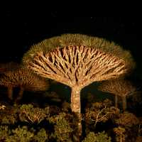 The island that looks out of this world; finding the Dragon Blood Trees
