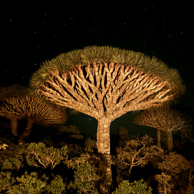 The island that looks out of this world; finding the Dragon Blood Trees