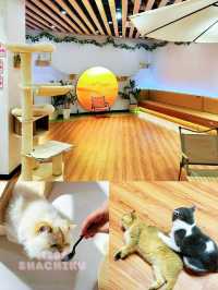 ⭐️東門町歡樂城又有新嘢玩🐱🐶