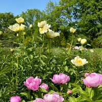 【2024春】德津公園：翠綠樹林，盛放野花，春夏爭奇鬥艷的花卉景觀
