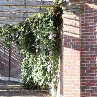 【NZ】オークランドWinter Garden