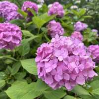 【福岡観光/自然】紫陽花
