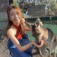 【澳洲墨爾本】野生動物園近距離互動白化袋鼠