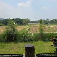 คาเฟ่ ท่ามกลางทุ่งนา เขียวขจี