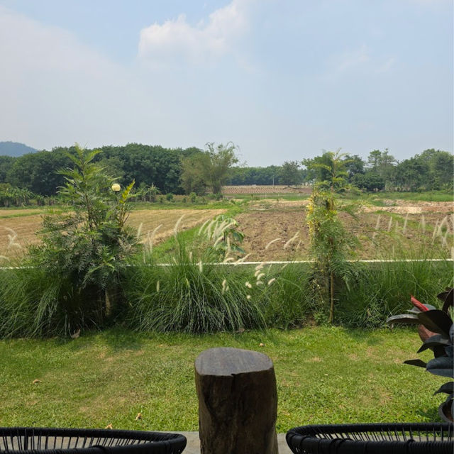 คาเฟ่ ท่ามกลางทุ่งนา เขียวขจี