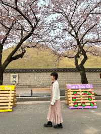 경주 3월 여행🌸 대릉원 벚꽃 돌담길