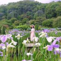 Summer in Ashikaga Flower Park