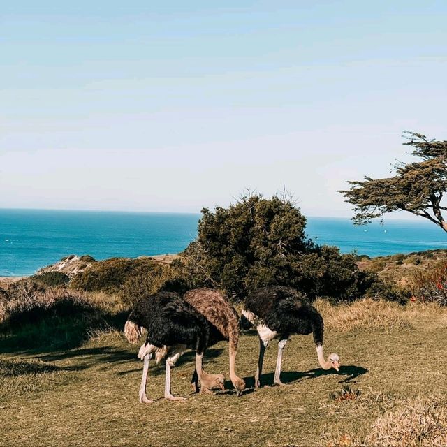 Breathtaking Cape Point: Where Land Meets Sea