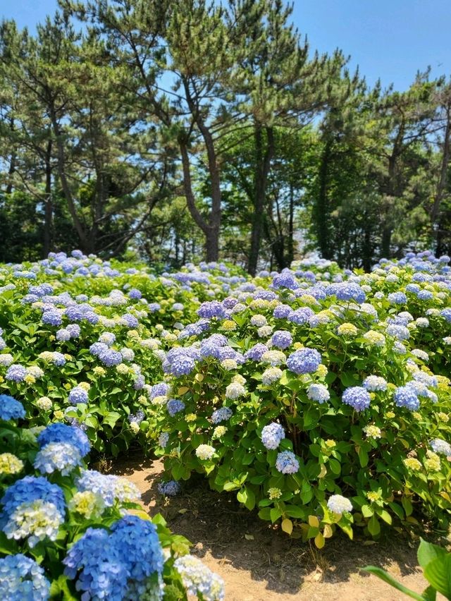 여름을 반기는 거제 수국명소 썬트리팜