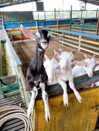 A Fun Day at BSL Ecofarm
