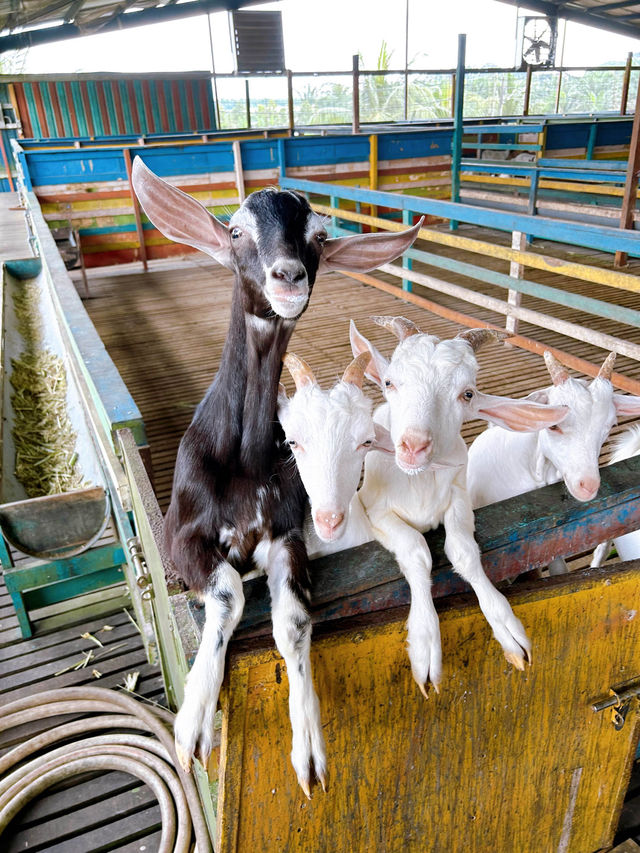 A Fun Day at BSL Ecofarm