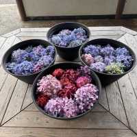 【大阪市區】繡球花園，值得一去既好地方