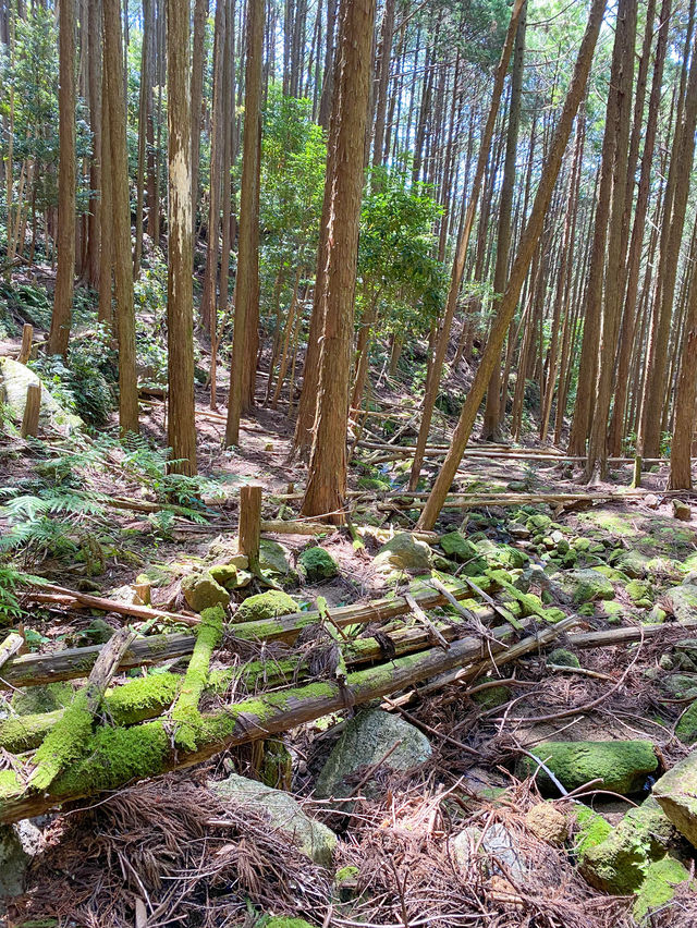 【三重 尾鷲市】本当は秘密にしておきたいとっておきの絶景スポット オハイ(大配)