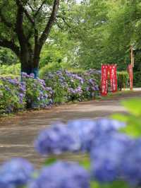 【栃木】静かな参道の紫陽花並木