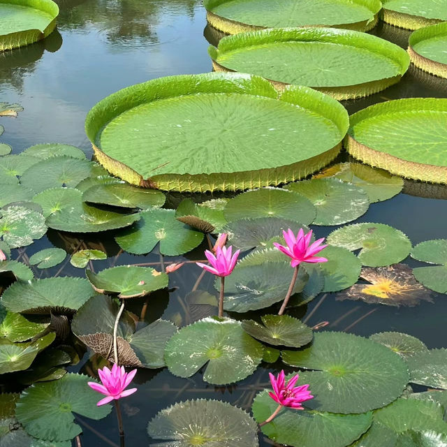 新加坡裕廊湖花園：熱帶仙境