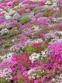 📍富士本栖湖リゾート 富士芝桜まつり