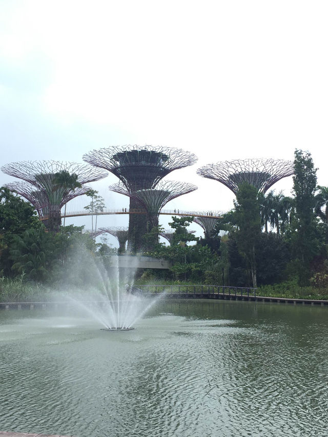 Flower Dome 新加坡室內植物園 室內景點