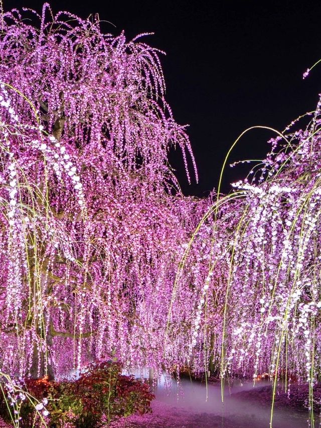〜三重県鈴鹿市〜絶軽！200本の梅ライトアップ✨