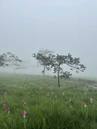 ทุ่งดอกกระเจียว อุทยานแห่งชาติไทรทอง ชัยภูมิ