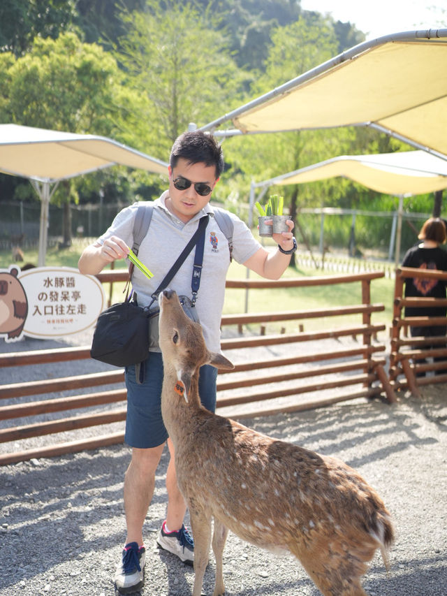宜蘭景點・斑比山丘Bambi Land：迷你版奈良公園
