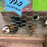 季節の花に動物、昭和にタイムスリップまで！？📍ぎふ清流里山公園