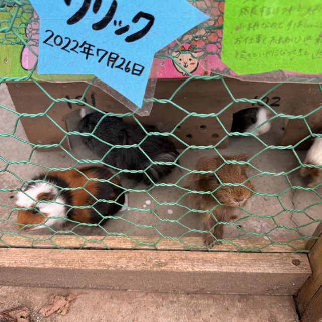季節の花に動物、昭和にタイムスリップまで！？📍ぎふ清流里山公園