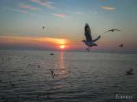 รีวิว สถานตากอากาศบางปู ( ดูนกนางนวล ) 🕊️