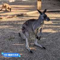 澳洲雪梨-野生動物園與無尾熊合照：Featherdale野生動物園