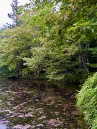 輕井澤 | 四季風景如畫 森林系景點雲場池🌲