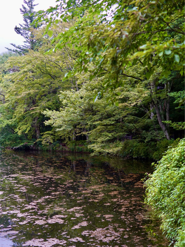 輕井澤 | 四季風景如畫 森林系景點雲場池🌲