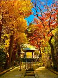 〜神奈川県〜秋の始まりに行きたい紅葉スポット