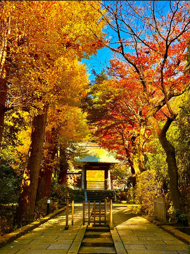 〜神奈川県〜秋の始まりに行きたい紅葉スポット