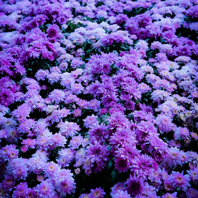 Flower Exhibition at Gardens by the Bay