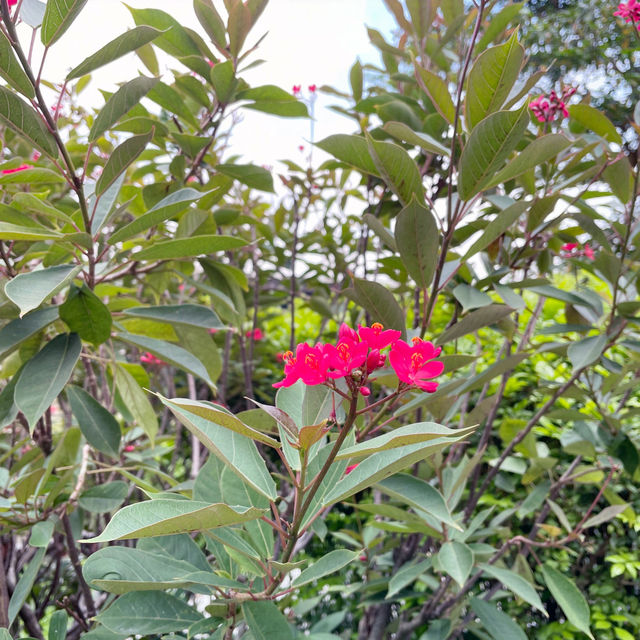 Amazing nature trail hike in Singapore!