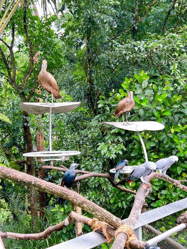 An Exciting Day Out at Bird Paradise 