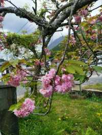 Kinrin lake ทะเลสาบน้ำอุ่นที่ตราตรึงใจ