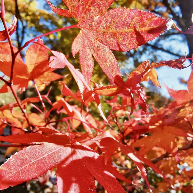 "Autumn Splendor at Kokonoe Yume Otsuribashi"