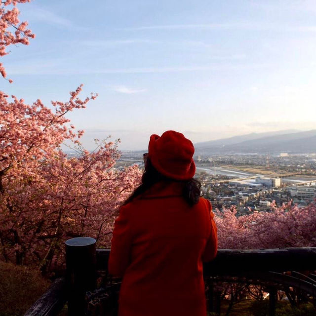 Kawazu Sakura Festival