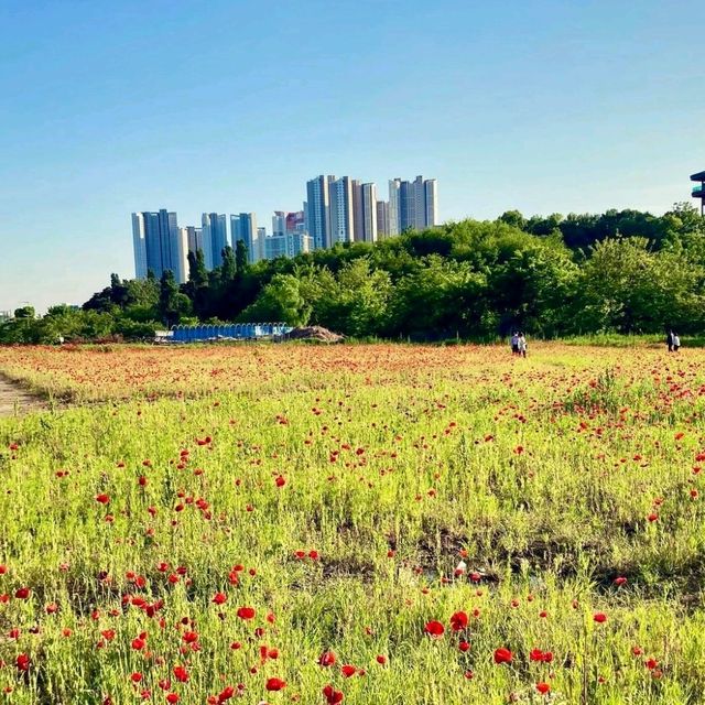 광교호수공원: 도시 속의 평화로운 오아시스