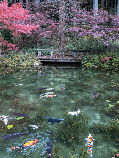 岐阜県】秋のモネの池 | Trip.com 関市