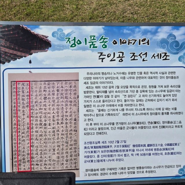 👈세조가 가지를 들어올린 전설이 남은 명품나무 속리 정이품송👈