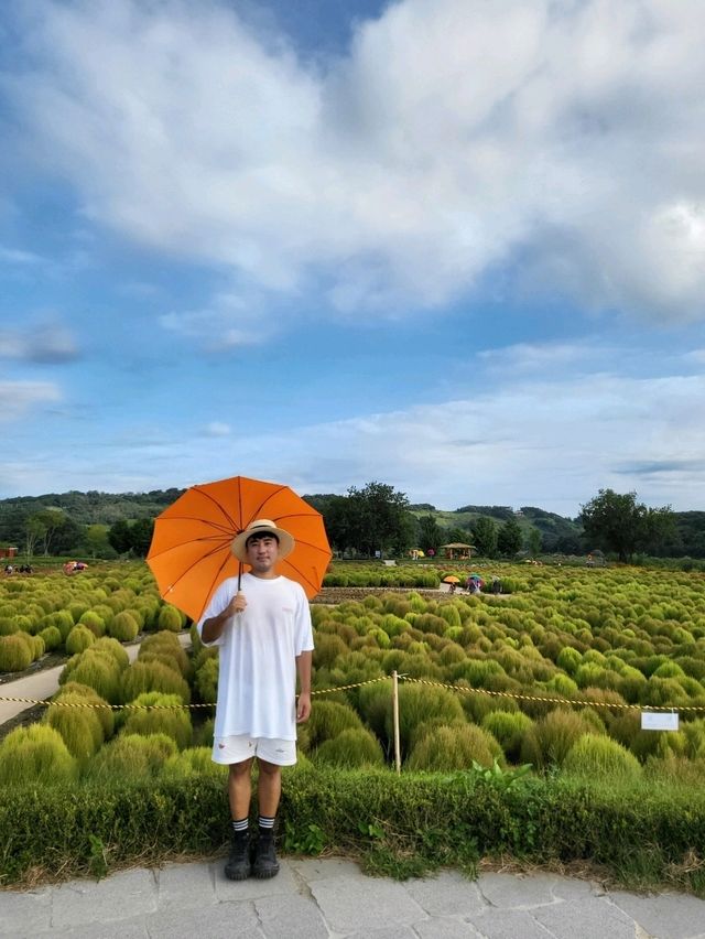 가을꽃 총집합중인 임진강댑싸리공원