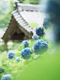【神奈川/鎌倉】紫陽花の名所‼︎明月院ブルー‼︎