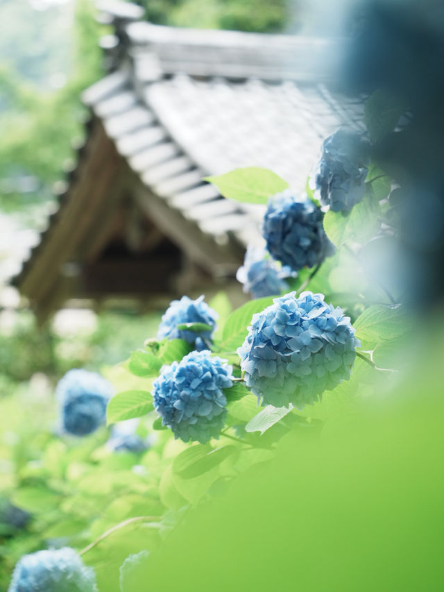 【神奈川/鎌倉】紫陽花の名所‼︎明月院ブルー‼︎